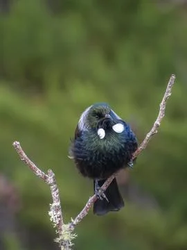 Tui (bird) in the fork of a dead tree branch Stock Photos