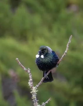 Tui (bird) in the fork of a dead tree branch Stock Photos
