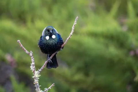 Tui (bird) in the fork of a dead tree branch Stock Photos