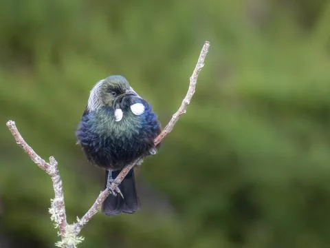 Tui (bird) in the fork of a dead tree branch Stock Photos