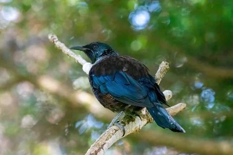 Tui bird in the park Stock Photos