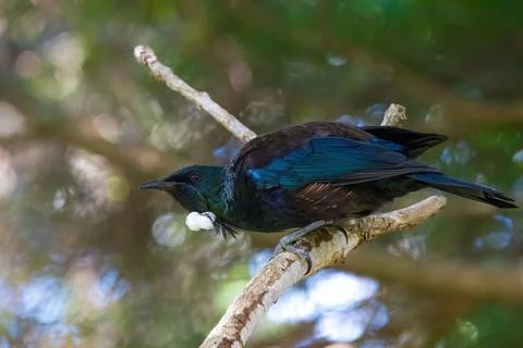 Tui bird in the park Stockfoto's