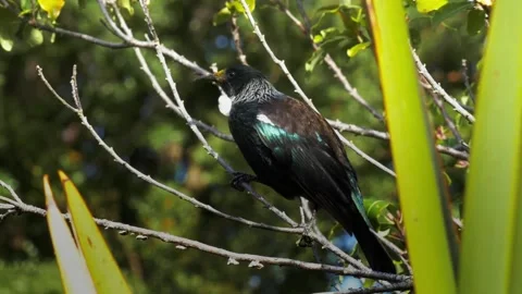 Tui Bird Perched on Branches Amidst Lush Green Foliage Stock Footage 301070214