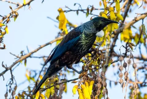 Tui bird Stock Photos