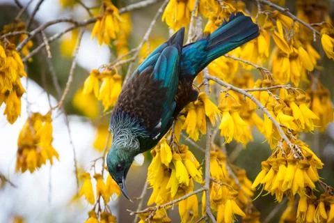 Tui Bird Stock Photos