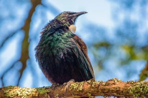 Tui bird Stock Photos