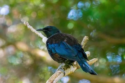 Tui bird Stockfoto's