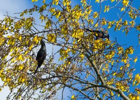Tui birds Stock Photos