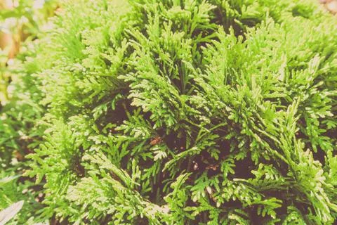 Tui branches, vegetative green background, sunlightin the forest. Stock Photos