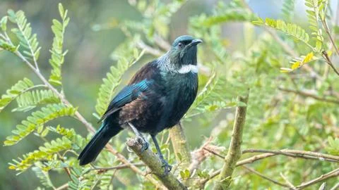 Tui in a Kowhai tree 스톡 사진