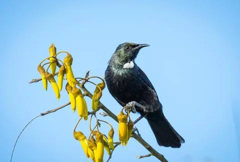 Tui in kowhai tree Stock Photos