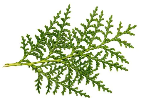 Tui leaf on white background Stock Photos