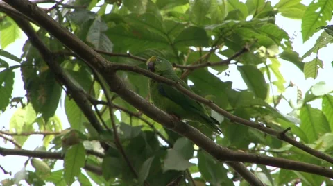 Tui Parakeet sit in tree scratching head in an Amazon rainforest tree Stock Footage 56181756