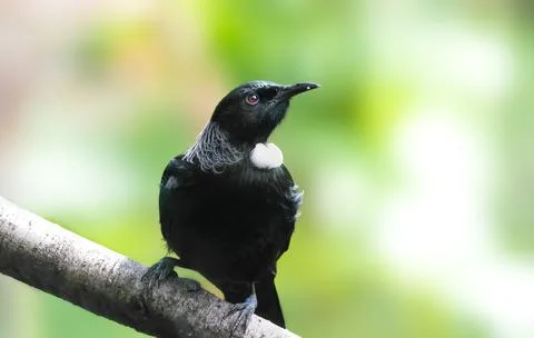 Tui Stock Photos