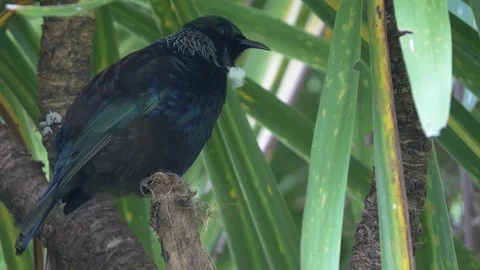 Tui sitting in the shade of a cabbage tree in New Zealand Stock Footage 89546319
