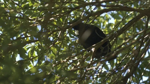 Tui in Tree 動画素材 129799574