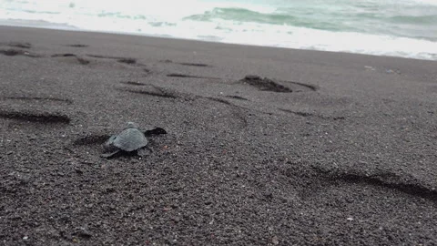 Tukik 2 Stock Footage 228807616