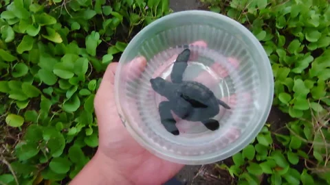 Tukik 7 Stock Footage 228806928