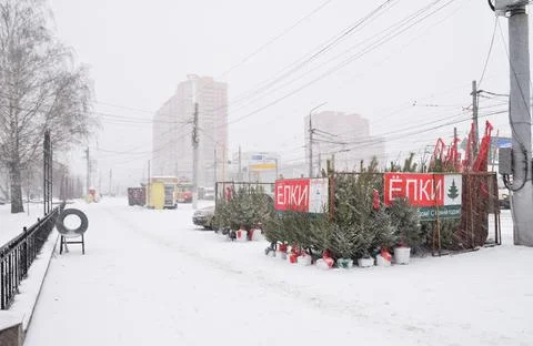 Tula, Russia, 25.12.2020 A point of sale of live Christmas trees and pine tre Stock Photos