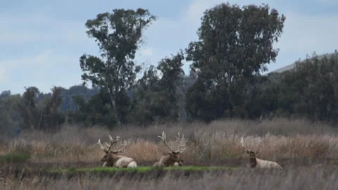Tule Elk bulls in front of eucalyptus trees in meadow, slomo 4k Stock Footage 263598901