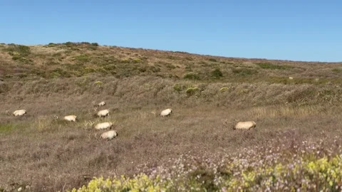 Tule Elk In Point Reyes Having Dinner Video stock 279766127