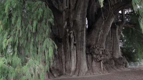 Tule tree, Oaxaca, Mexico - Arbol del Tule Stock Footage 84806436