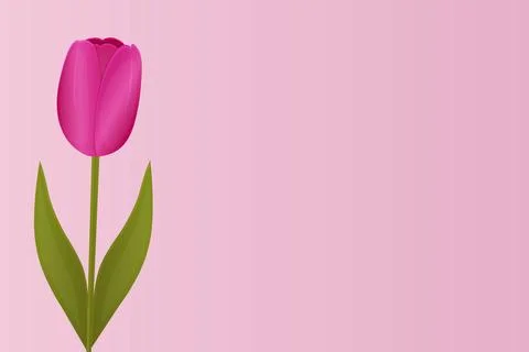 Tuliana on the side on the background, space for text, banner, postcard. Stock Photos