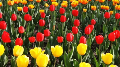 Tulip 1 Stock Footage 742419