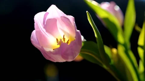 Tulip - 146810 Stock Footage 230612594