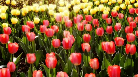 Tulip 2 Stock Footage 742454