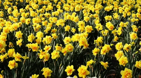 Tulip 3 Vídeos de archivo 742501