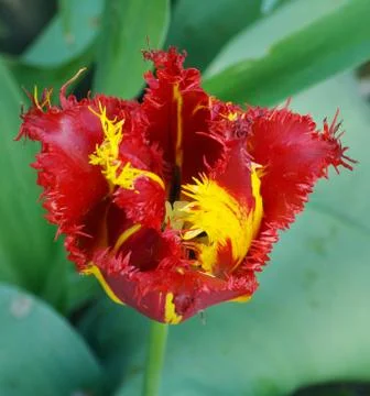 Tulip from above Stock Photos