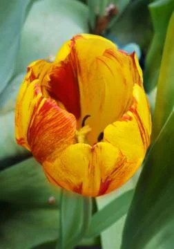 Tulip from above Stock Photos