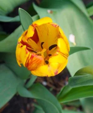 Tulip from above Stock Photos