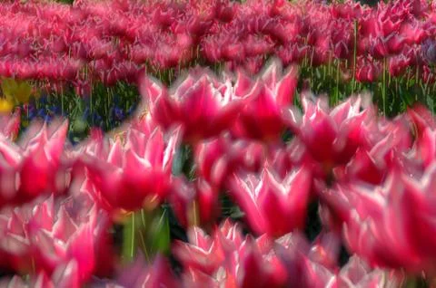 Tulip Abstract Stock Photos