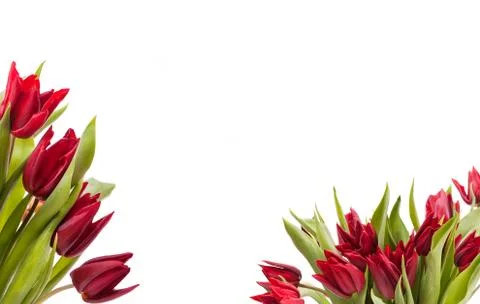 Tulip abstracts Foto stock
