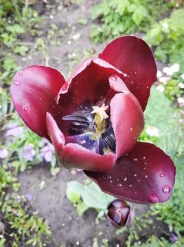 Tulip after the rain Foto stock