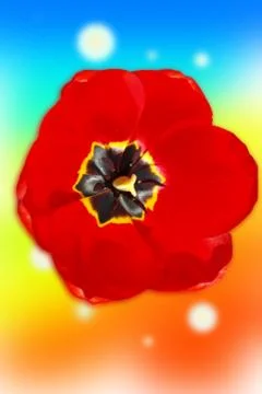 Tulip against Stock Photos