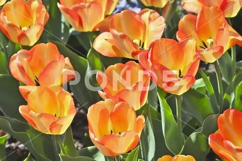 Tulip American Dream (Tulipa, Liliaceae), flowers in spring Stock Photos