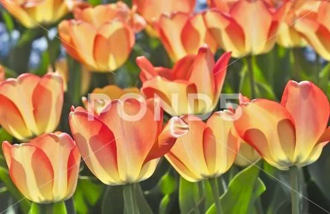Tulip American Dream (Tulipa, Liliaceae), flowers in spring Stock Photos