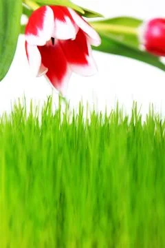 Tulip and grass Stock Photos