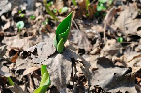 Tulip and old leaf Stock Photos