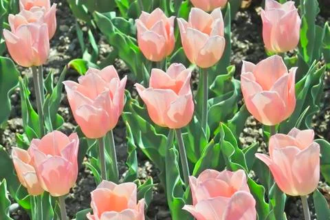Tulip Apricot Beauty (Tulipa, Liliaceae), flowers in spring Stock Photos