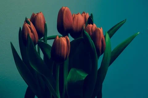 Tulip arrangement background Stock Photos