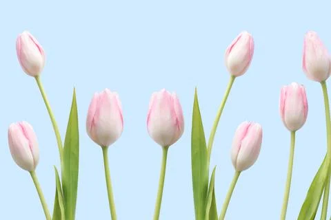 Tulip Background Stock Illustration