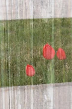 Tulip background Stock Photos