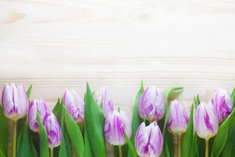 Tulip Background Stock Photos