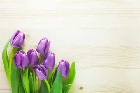 Tulip Background Stock Photos