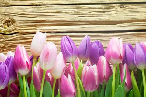 Tulip Background Stock Photos