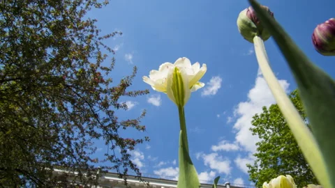 Tulip on the background of the sky Stock-Footage 91022262